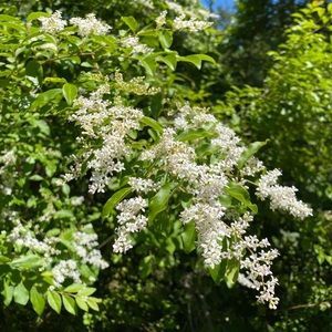 Meet your Posher, Abigail